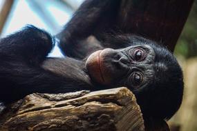 Chimpanzee Monkey Animal
