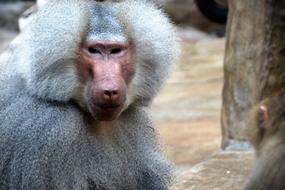 Monkey Baboon Animal