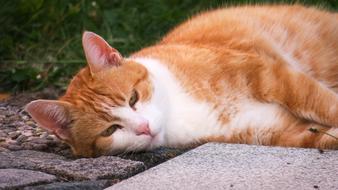 Cat Rest Thoughtful