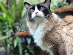 Cat Female Cute