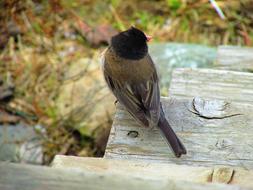 Junco Dark-Eyed