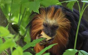 Monkey Tamarind Primate