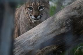 Bobcat Animal Wildcat
