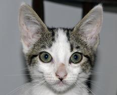 Cat Animal with big ears