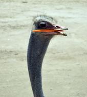 Ostrich Animal Pen