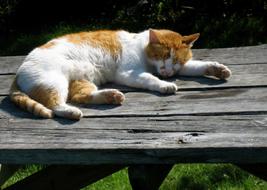 Cat Nap Orange