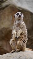 Meerkat Animal Zoo
