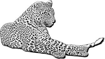 white leopard drawing