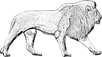 male lion lion male animal