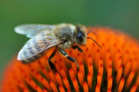 Bee Insect Animal