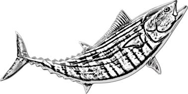 fishing bonito fish catch saltwater
