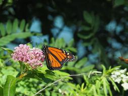 Butterfly Insect Nature