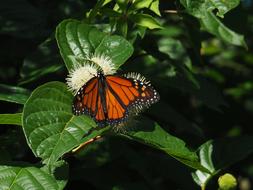 Butterfly Insect Nature
