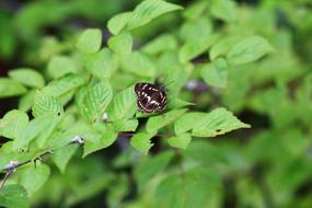 Insect Butterfly Green