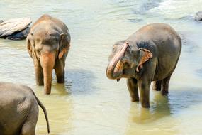 Elephant Asian Sri Lankan