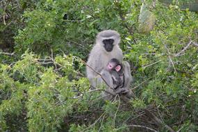 Monkey Baby Tree