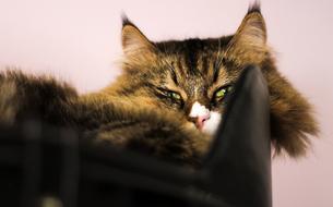Cat Siberian The Head Of A