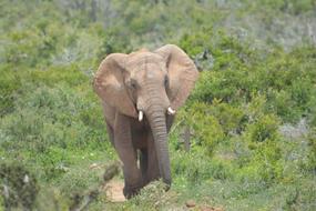 Elephant Wildlife Animal