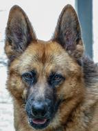 Dog Pet Animals