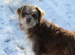 Dog Winter Snow