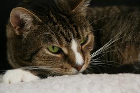 Cat Pet Domestic