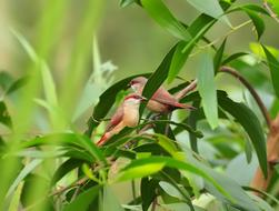 Wild Wildlife Small