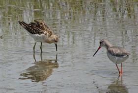 Bird Ruff Calidris Pugnax