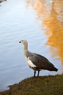 Goose Bird Plumage