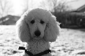 Dog Poodle White