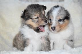 Puppies Shetland Sheepdog