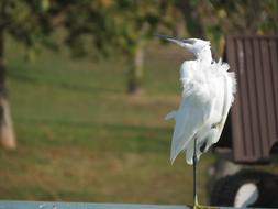 White Heron Bird