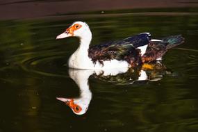 Muscovy Duck Waterbird Bird