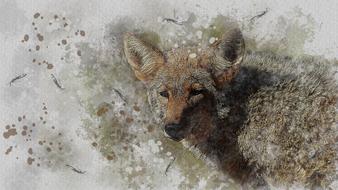 watercolor picture fox creative