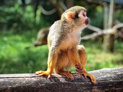 Monkey Rest Log