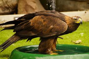 Hawk Swim Bird Bath