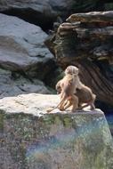 Zoo Animal World