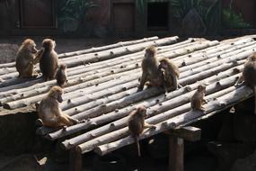 Zoo Animal World