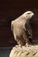 Bird Zoo Animal