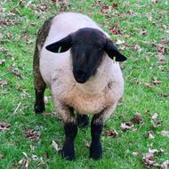 Sheep Black