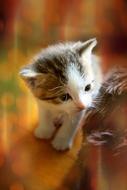 Kitten Animal Cute Cat