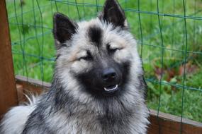 Eurasier Christmas Dog