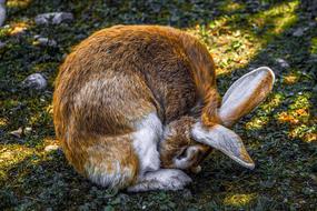 Hare Rabbit Animal World Close