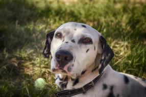 Dalmatian Dog Cute