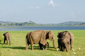 walking elephants at large