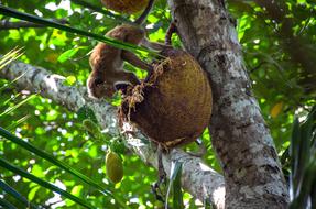 monkey on a juicy fruit