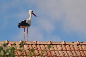 Stork Roof Bird Rattle