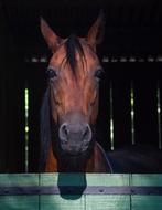 Horse Head Portrait