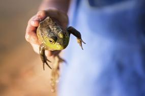 green Frog Toad Reptile