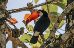 Ramphastos Bird Nature