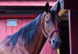 Horse Head Portrait